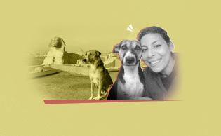 صورة تعبيرية (كلاب مصر: قصة الهروب الكبير من مشرحة الطب البيطري إلى قمة هرم خوفو)